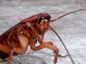 Απολυμανσεις Αγιος Δημήτριος - κατσαρίδα
