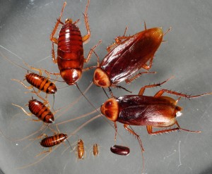 Απολυμανσεις - Βαδιστικά έντομα